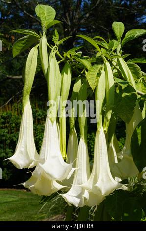Schöne lange Blume der weißen Engel Trompete Brugmansia Cypress Gardens Stockfoto