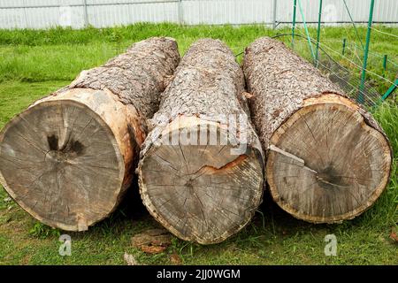 Große Stämme von geschnittenen Bäumen liegen an der Logging-Stelle. Thema Industrie und Ökologie Stockfoto