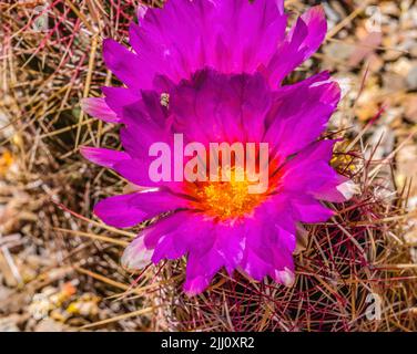 Rosa Gelbe Blüten Regenbogen Igelkaktus blühender Macro Echinocereus rigidissimus Sonora Desert Museum Tucson Arizona Stockfoto