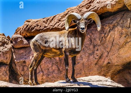 Desert Bighorn Schafe Male Ovis Canadensis nelsoni Rocks Sonora Desert Museum Tucson Arizona Stockfoto