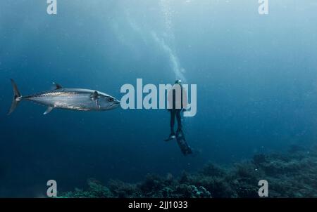 Ein Thunfisch mit blauer Flosse, der am Tubbataha Reef an einem Taucher vorbeischwimmt Stockfoto