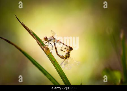 Die PaarungsLibelle errötet sich am Flussufer. Stockfoto