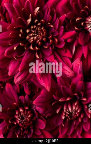 Die burgundische Chrysantheme blüht auf weißem Hintergrund Stockfoto