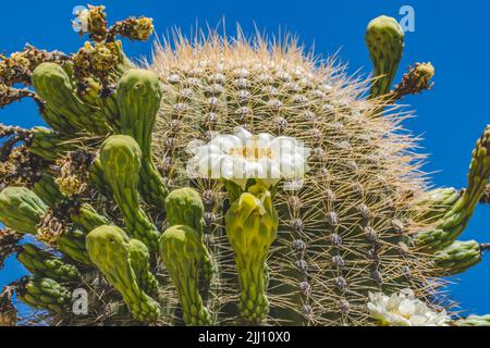 Große Weiße Blumen Sajuaro Kaktus Blühender Saguaro Desert Museum Tucson Arizona. Carnegiea gigantea. Größter Kaktus der Welt Stockfoto