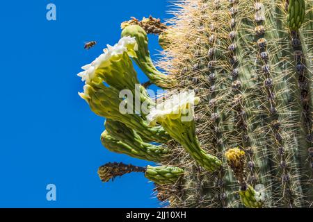 Honigbiene Flying Large White Flowers Sajuaro Cactus Blooming Saguaro Desert Museum Tucson Arizona. Carnegiea gigantea. Größter Kaktus der Welt Stockfoto