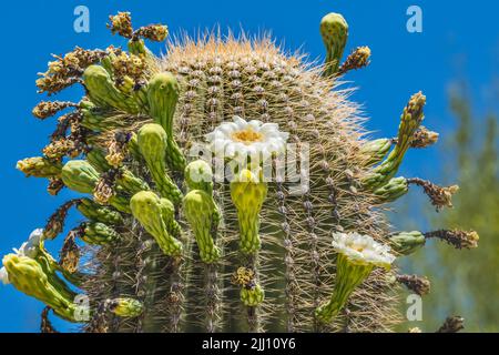 Große Weiße Blumen Sajuaro Kaktus Blühender Saguaro Desert Museum Tucson Arizona. Carnegiea gigantea. Größter Kaktus der Welt Stockfoto