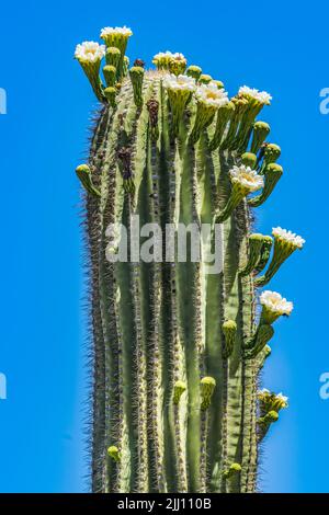 Große Weiße Blumen Sajuaro Kaktus Blühender Saguaro Desert Museum Tucson Arizona. Carnegiea gigantea. Größter Kaktus der Welt Stockfoto