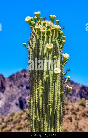 Große Weiße Blumen Sajuaro Kaktus Blühender Saguaro Desert Museum Tucson Arizona. Carnegiea gigantea. Größter Kaktus der Welt Stockfoto