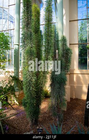 Didierea madagascariensis Pflanze in einem Gewächshaus Stockfoto