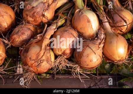 Nahaufnahme der geernteten gelben Zwiebeln, die auf einem Bildschirm auf einem Bio-Bauernhof trocknen Stockfoto