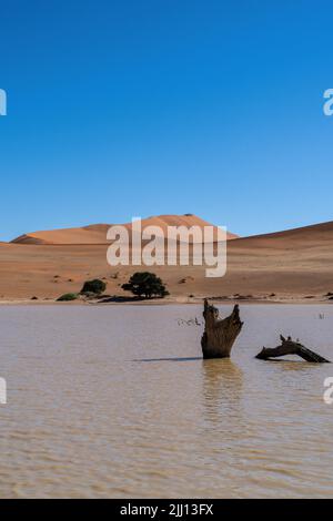 Ein toter Baum im Wasser an der berühmten Sossusvlei. Orangefarbene/rote Dünen und blauer Himmel im Hintergrund, viel Platz für Kopien. Stockfoto