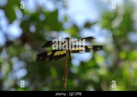 Flache Vorderansicht einer gemeinsamen Bilderflügeldragonfly (am weitesten Variegata), die auf der Spitze eines toten Stiels thront. Die Flügel der Fliege lehnten sich an das Bohrgerät Stockfoto