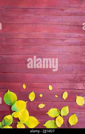 Gelbgrüne Blätter auf burgunderroten Holzbrettern. Konzept des Herbstes, Danktag. Speicherplatz kopieren Stockfoto