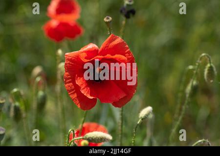Feld von roten Mohnblumen auf dem Land. Blühendes Feld mit blauen Kornblumen und roten Mohnblumen. Stockfoto