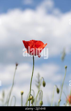 Wiese aus Wildblumen mit Mohnblumen gegen den Himmel im Frühling. Stockfoto