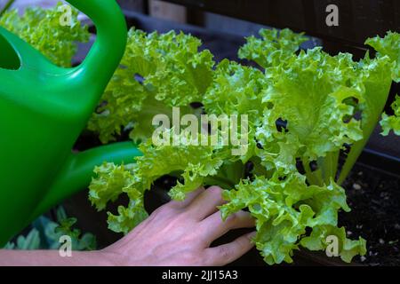 Vom Gärtner selbst gegossen Salat im Garten Stockfoto