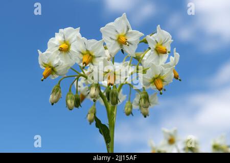 Schöne weiße Blüten einer Kartoffelpflanze in Nahaufnahme Stockfoto