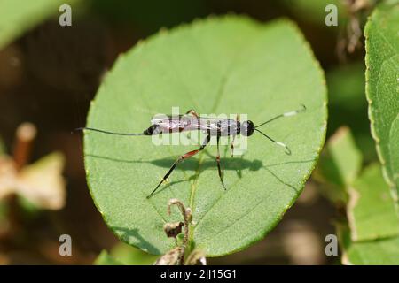 Nahaufnahme der weiblichen parasitären Wespen Xorides auf einem Blatt. Unterfamilie Xoridinae, Familie Ichneumonidae oder Ichneumoniden (Ichneumonidae). Holländischer Garten. Sommer, Stockfoto