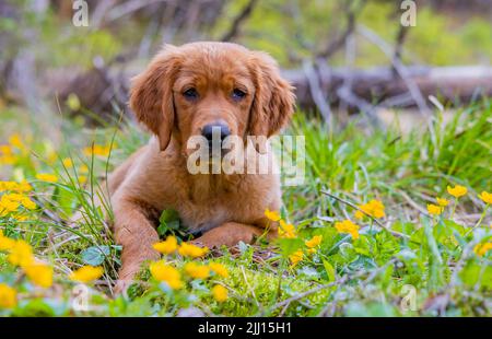 Schöne Aufnahme von goldenem Retriever Hund, der auf einer Wiese zwischen gelben Blumen auf dem Land auf verschwommenem Hintergrund liegt Stockfoto