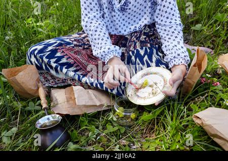 Die Frau sammelt Heilkräuter auf der grünen Wiese. Frische grüne Kräuter ernten. Alternative Kräutermedizin. Sammlung von Heilkräutern Stockfoto