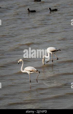 Eine vertikale Aufnahme von zwei größeren Flamingos, die bei Tageslicht im Wasser stehen Stockfoto