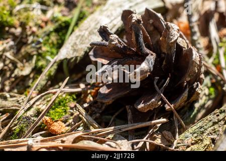 Kegel im Wald, Pinecon auf Moos. Beulen, Moos und Nadeln Nadelholz im Wald, Kiefernzapfen auf dem Boden und Gras. Hochwertige Fotos Stockfoto