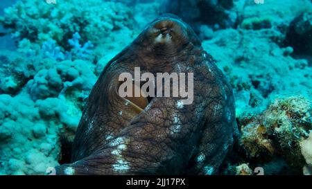 Portrait des großen roten Octopus sitzt auf dem Korallenriff. Common Reef Octopus (Octopus Cyanea), Nahaufnahme. Rotes Meer, Ägypten Stockfoto