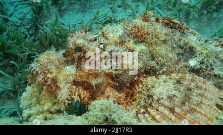 Auf dem Riff liegen Skorpionfische. Bärtiger Skorpionfisch (Scorpaenopsis barbata).Rotes Meer, Ägypten Stockfoto