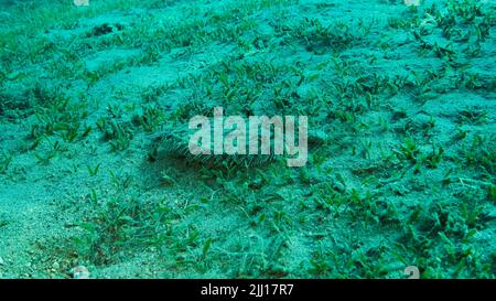 Nahaufnahme der Flunder-Fische liegen auf grünem Seegras. Leopardenflunder oder Pantherflunder (Bothus pantherinus).Rotes Meer, Ägypten Stockfoto