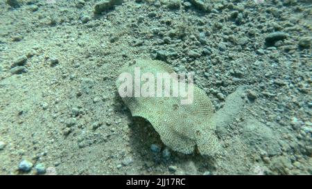 Nahaufnahme der Flunder Fische schwimmen über sandigen Boden. Leopardenflunder oder Pantherflunder (Bothus pantherinus).Rotes Meer, Ägypten Stockfoto