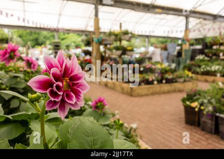 Nailsworth Garden Center, Gloucestershire, Großbritannien Stockfoto