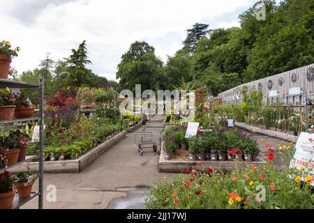 Nailsworth Garden Center, Gloucestershire, Großbritannien Stockfoto