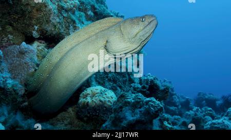 Das Nahaufnahme-Porträt von Moray späht aus seinem Versteck. Gelbmäustiger Muränen-Eel (Gymnothorax nudivomer) Rotes Meer, Ägypten Stockfoto