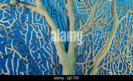 Details der weichen Koralle Giant Gorgonian oder Sea Fan (Subergorgia mollis). Nahaufnahme von Korallen. Rotes Meer, Ägypten Stockfoto