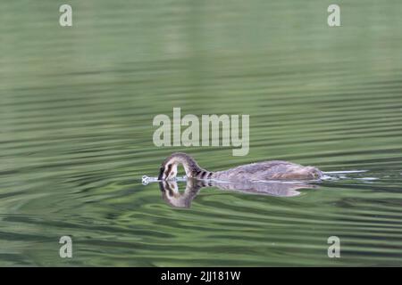 Jungtier-Haubentaucher (podiceps cristatus), ein künstlerisches Bild mit Spiegelung in Wasser, das abstrakte Formen bis in den Kopf und Hals eintaucht Stockfoto