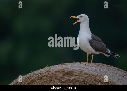 Larus fuscus, eine kleine Schwarzmöwe, thronte auf einem Strohballen auf dem Ackerland North Norfolk, Großbritannien. Stockfoto