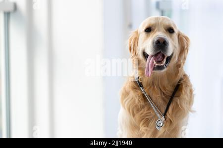 Golden Retriever Hund drinnen Stockfoto