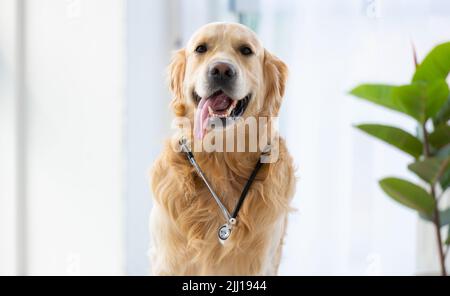 Golden Retriever Hund drinnen Stockfoto
