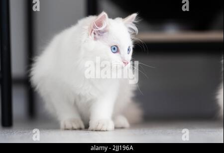 Ragdoll Katze im Freien Stockfoto