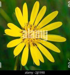 Eine Makro-Nahaufnahme von Euryops pectinatus in voller Blüte, Einer einzigen gelben Gänseblümchen Stockfoto