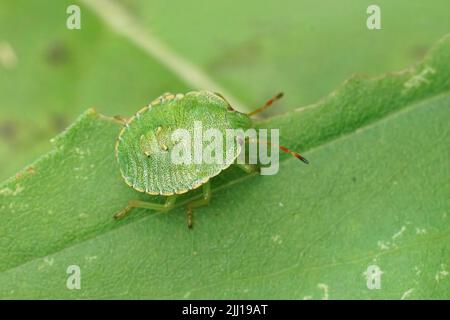 Nahaufnahme der Gemeinen grünen Schildbug, Palomena prasina auf einem grünen Blatt im Garten sitzend Stockfoto