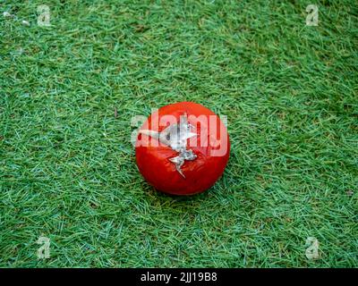 Tomate rot mit weißem Schimmel, verderbliche Nahrung Stockfoto
