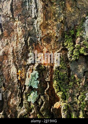Alte Rindenstruktur mit roten Ameisen an sonnigen Tagen Stockfoto