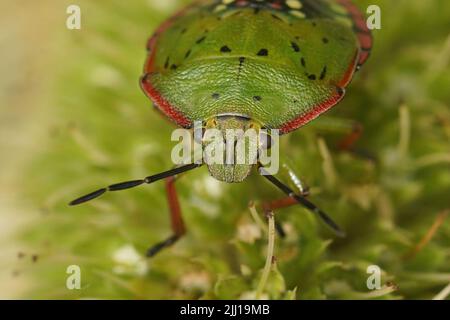 Nahaufnahme des farbenfrohen grünen und rosa Nympheninstaars des südgrünen stinkenden Käfers Nezara viridula im Garten Stockfoto