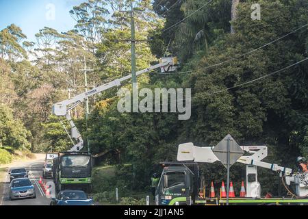 Hoher Baum, der in der Nähe der Gefahr von Stromkabeln liegt, um Wartung und Sicherheit auf dem Tamborine Mountain, Queensland, Australien, zu gewährleisten. Stockfoto