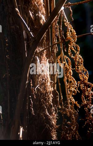 Stamm und sterbende braune Wedel eines australischen Baumfarns, Cyathea cooperi, im subtropischen Tiefland-Regenwald auf dem Tamborine Mountain, Queensland. Stockfoto