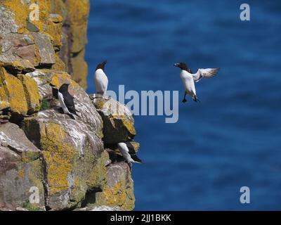 Razorbill landet auf seiner Klippe, wo er nisten wird, nur ein Ei wird gelegt, wenn es also verloren geht, brütet es für das Jahr. Stockfoto