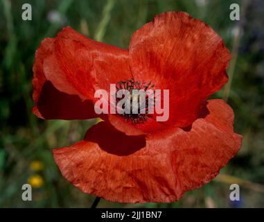 Ein roter Mohn Stockfoto