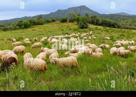 Die Schafzucht ist in Sardinien, Italien, weit verbreitet Stockfoto