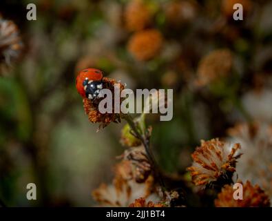 Ein Marienkäfer auf einer Pflanze Stockfoto